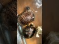 Turtles