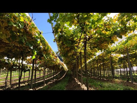 Portal Leouve - A tradição da produção de vinho nas agroindústrias de Flores da Cunha