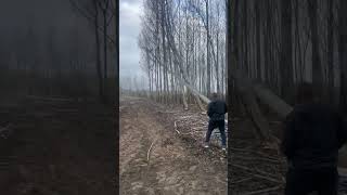 satisfying sound trees falling Domino effect | tree satisfying 