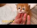 Cute british kittens starting to explore  3 weeks old lux paw cattery