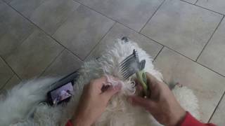 My dematting tool  an absolutely essential grooming tool for my Goldendoodle