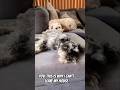 See why I can't leave my house #pets #viral #puppy #lazypets #puppyvideos #cutealert #floof #fyp