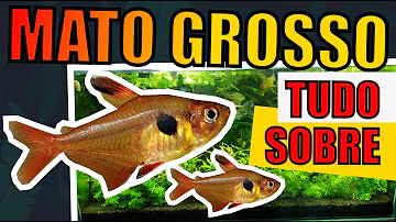 Como cuidar do peixe Mato Grosso?