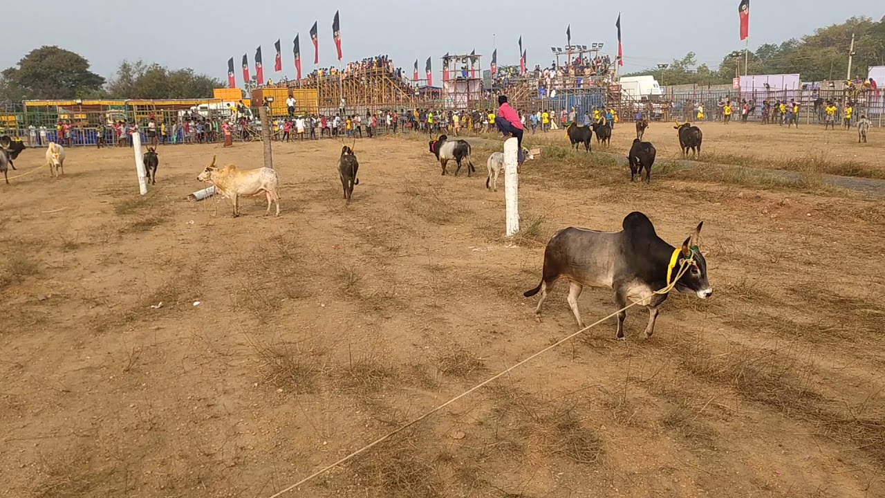 kumarapalayam jallikattu 2021