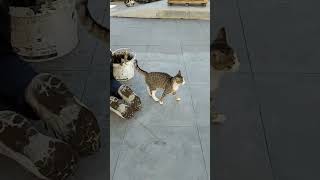 Sevimli Usta Kedi İş Başında