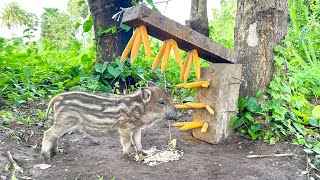 Creative Unique Wild Pig Trap Make Using Sharp Wood - How To Make Wild Pig Trap #animals #camping