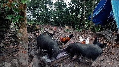 Nkauj Hmoob Vietnam Pub Npua