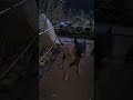 나는자연인이다 🎵   #칸#아침운동#오지