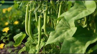 🌱 Découvrez le Guide Ultime pour Cultiver les Haricots dans votre Jardin! 🌿