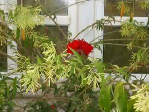 جلجليا معاذ غازي