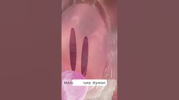 Thumbnail of The hymen#shorts
