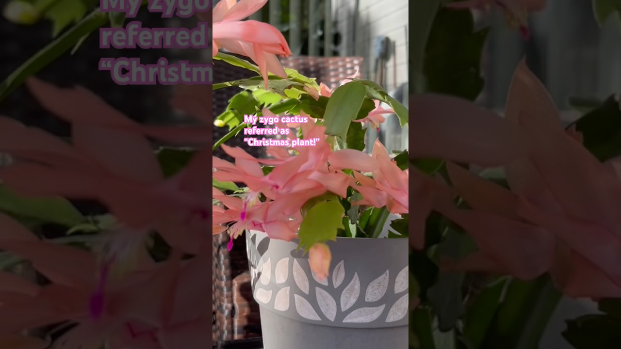 My Zygo Cactus or Christmas Plant and how to take care of it #christmasplant #zygocactus
