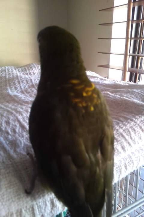 my lori loves tickles :3