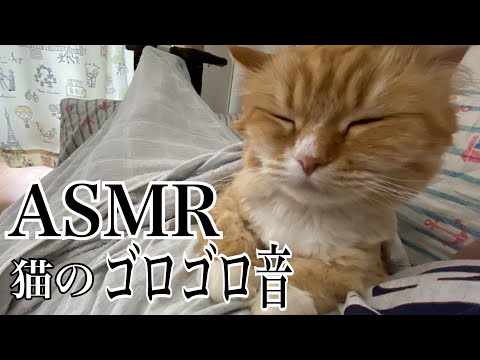 【ASMR】猫のゴロゴロ音