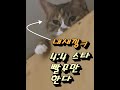 4:4 초보 스타 빨무  김해   starcraft [Live]  25년 7월3일