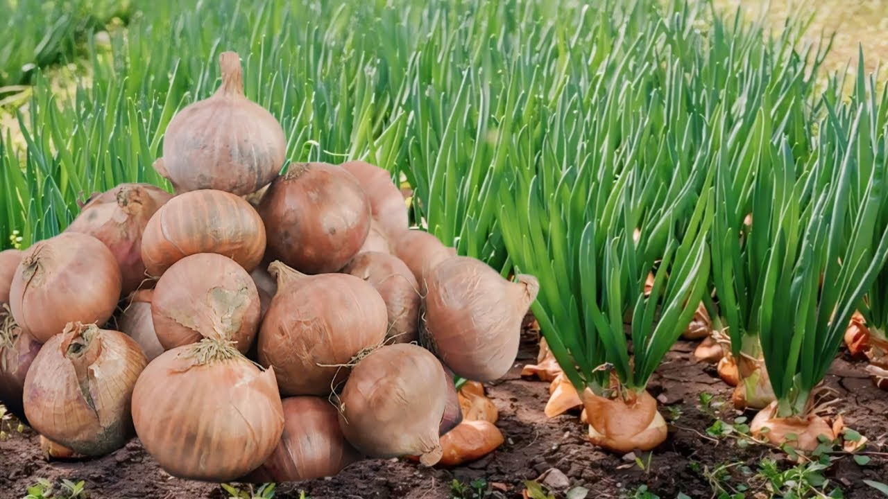 Never buy onions again | How to grow many onions from an onion bottom ...
