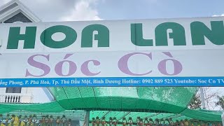 Địa Chỉ Hoa Lan SocCo TV , Mời Mọi Người Ghé Chơi