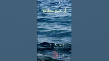 لَا أُقْسِمُ بِيَوْمِ الْقِيَامَةِ =سورة القيامة#القرآن_الكريم #سورة_القيامة