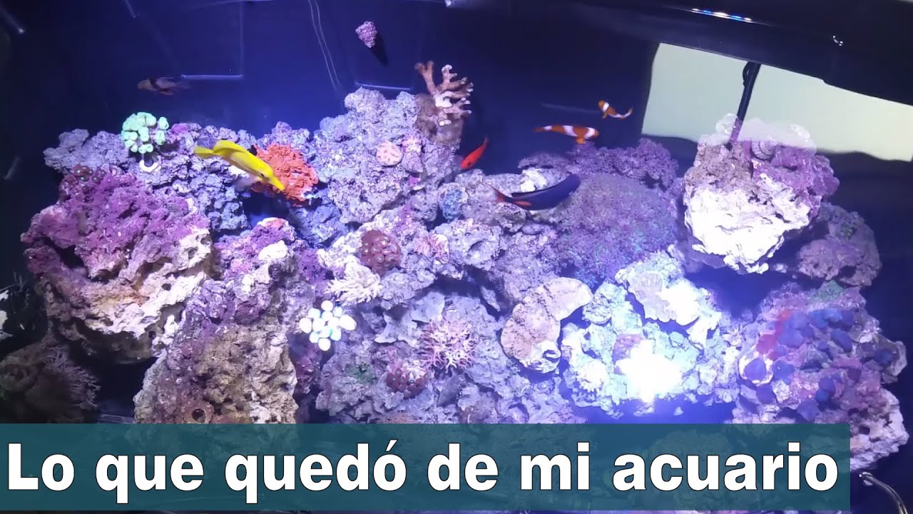 Actualización de lo que quedó de mi acuario - YouTube
