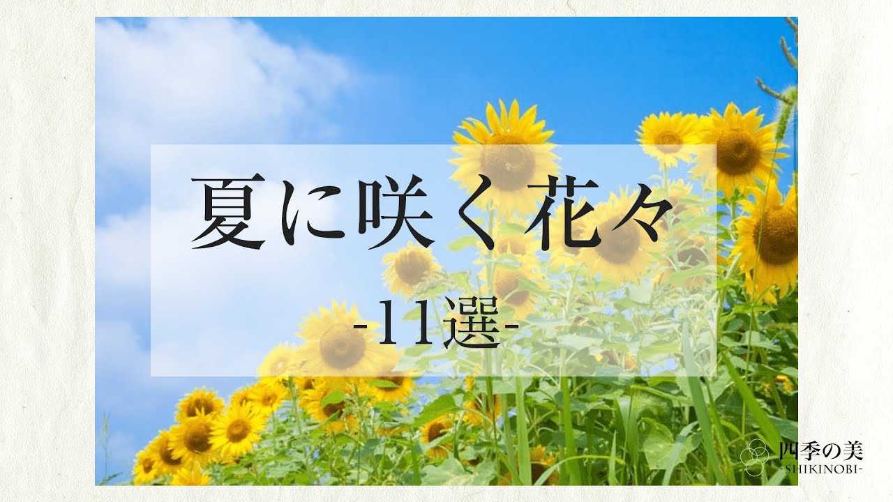 夏に咲く花々11選 季節の花 Youtube