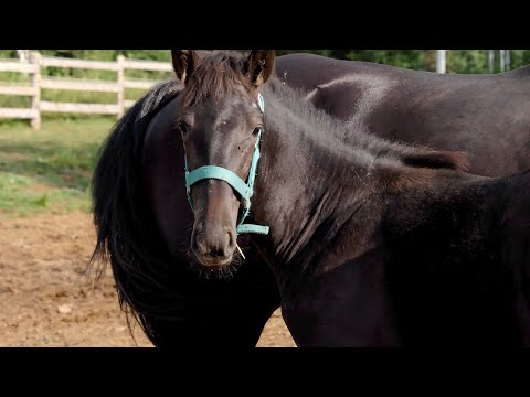 Vidéo: Cheval Warmblood néerlandais