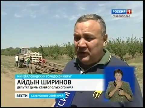 5 ширинов в рублях