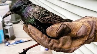 Chimney Bird Rescue