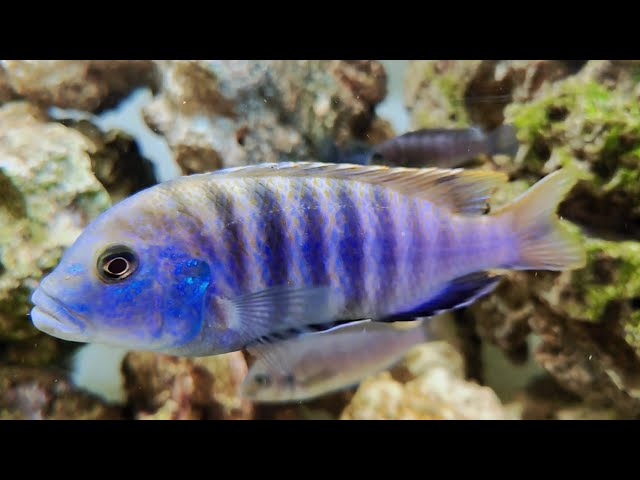 Blue Lab Cichlid