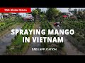 Application  xag agricultural drone spraying mango in vietnam