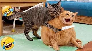 Best Cats and Dogs Videos  Best Funny Animals 2024 #18