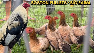PULLETS PHILIPPINES - Feeding Time Boston Paul Spark Shape Outdoor indoor Chicken Coop Free Range