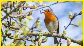 European Robin: The Serenade of Nature’s Finest Songbird #birds #birdlovers #birdsong #birdsounds screenshot 4