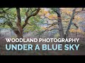 Why I Love Woodland Photography under a Blue Sky