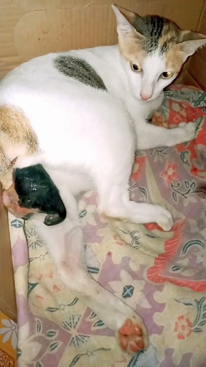 Seconds cat gives birth #shorts #shortsvideo