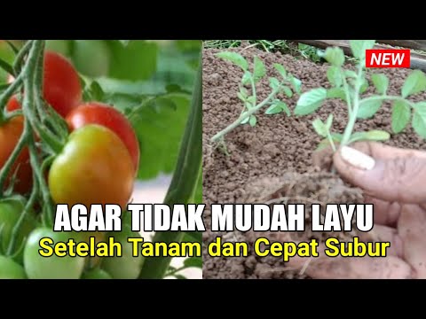 Video: Apakah tomat tumbuh dengan baik di bedengan?