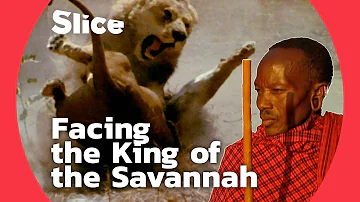 How men get along with the king of animals | SLICE