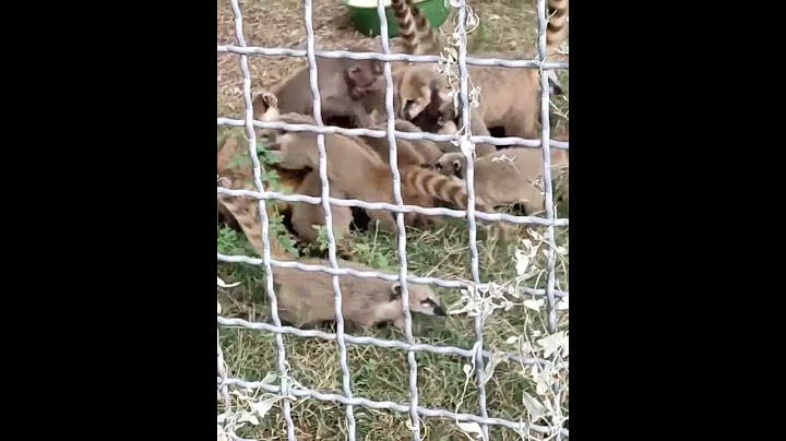 Люся гамадрил и носухи делят арбуз 🍉🍉 #animals #shorts #тайган #крым