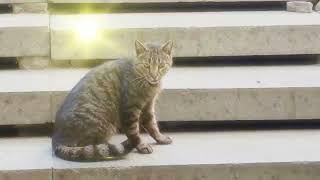 Аnimals in the city: cats, dogs, squirrels #animals #dog #cat #fannyvideo #catvideos #nature #kyiv
