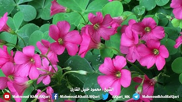 ومن دونهما جنتان تلاوة حجازية بديعة | الشيخ محمود خليل القارئ