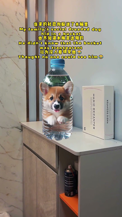 [Douluo Mainland] The dog was put in a bottle?# Douluo Mainland# Little Dance# Tang Wutong# Tang La