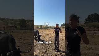 Ruth, una vaca brava en el santuario