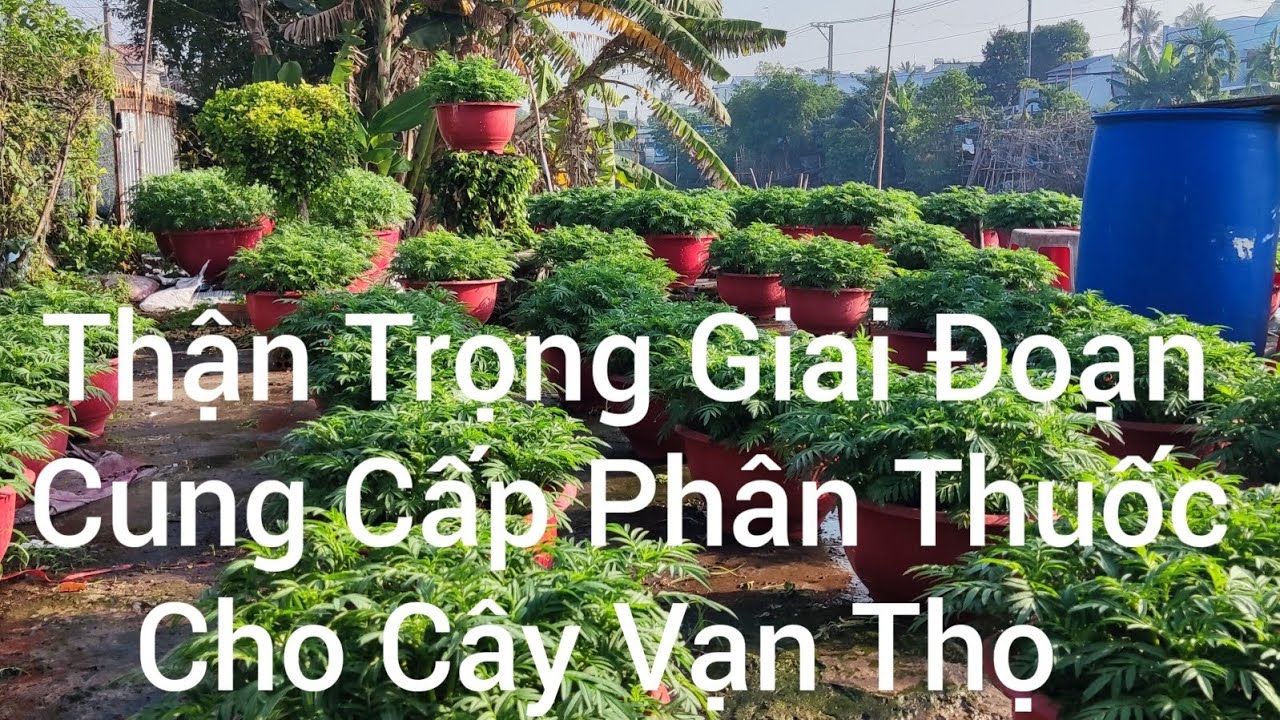 Giai Đoạn Quyết Định Nên Thận Trọng Việc Sử Dụng Phân Thuốc 