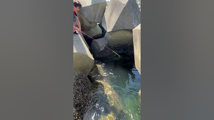 【穴釣り】巨大テトラの隙間から 穴釣り最高 🎣 #fishinglife #fishingvideo #fishing