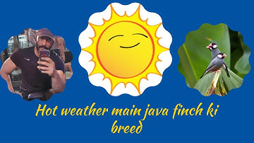 Java Finch Breeding in Hot Weather #javabreeding #javasparrow #fawnjava