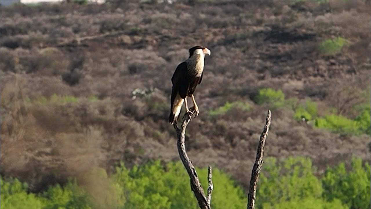 Caracara at La Bota Ranch near Laredo, TX 03/25/21 YouTube