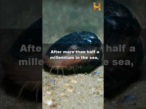 Ming the Clam: