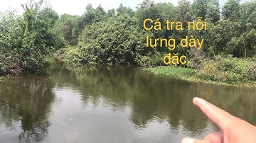 Điểm câu cá tra sông | Bắt ốc | Bẫy chim Ở Bình Chánh siêu đẹp