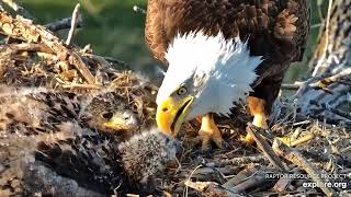 Decorah Eagles - North Nest 25.04.2024