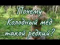 Почему колодный мёд такой редкий, и чем он лучше мёда из ульев?