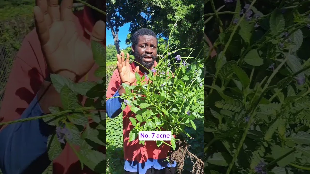 Прежде чем снова использовать вербену, узнайте об этих 6 ее полезных свойствах! 